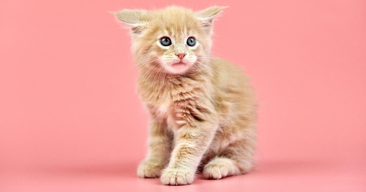 understanding-kitten-body-language-12-things-you-need-to-know